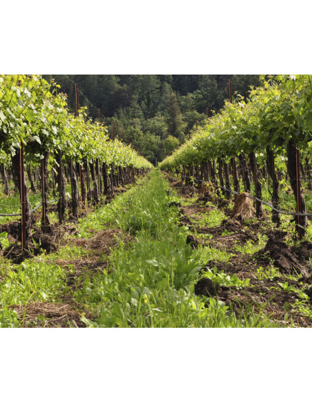 Baladez-vous dans le vignoble vallonné de Saint-Emilion