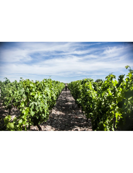 Vous pouvez vous balader dans le vignoble Médocain