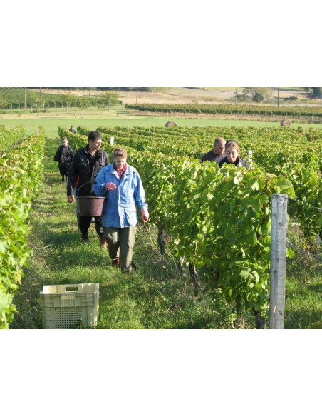 Vignerons au château familial