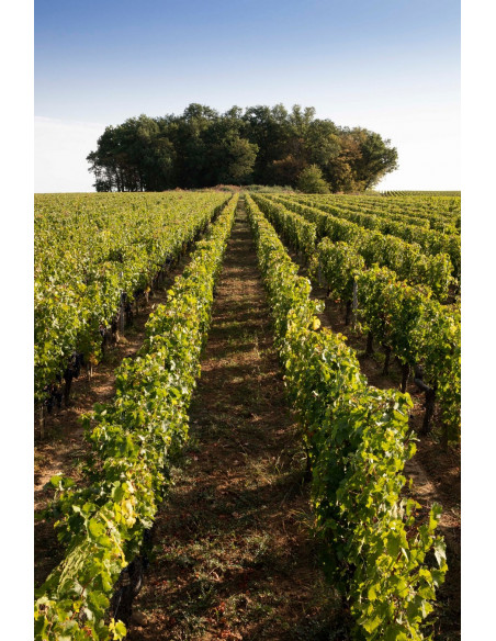 Le vignoble en pente de Saint-Emilion