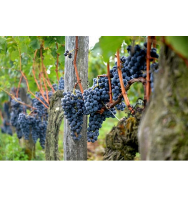 Le raisin de Saint-Emilion se transfomera en Grand Vin :)