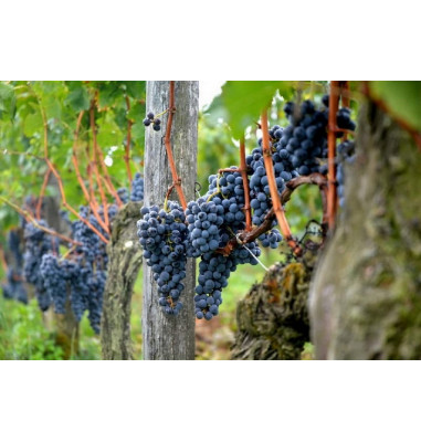Le raisin noir de de Saint-Emilion qui se transfomera en Grand Cru