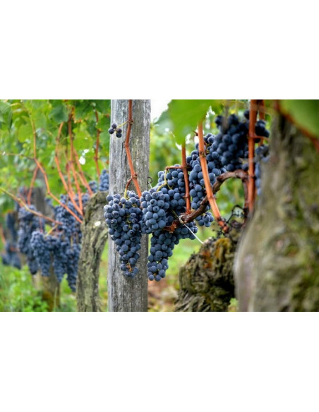 Le raisin noir de de Saint-Emilion qui se transfomera en Grand Cru