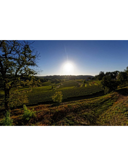 Vignoble tout autour