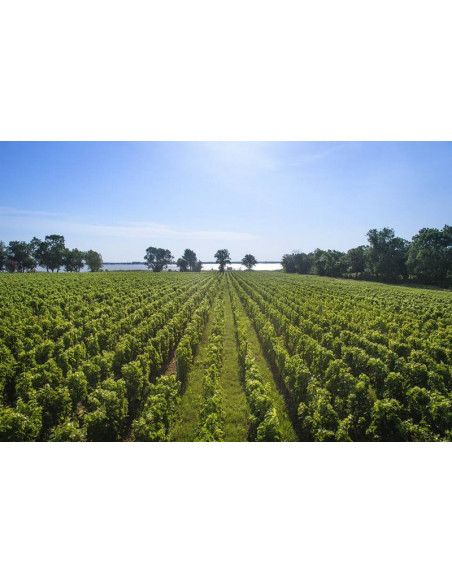 et toujours, cet océan de vignes...