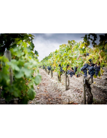 et toujours ces vignes, ici juste avant la récolte :)