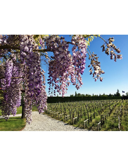 Dans les domaines viticoles, les travaux de la vigne seront abordés. Là, ce sont des jeunes plants de vigne...