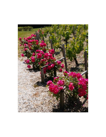 Le vignoble Bordelais, les rosiers sont des témoins avertisseurs de maladie du vignoble