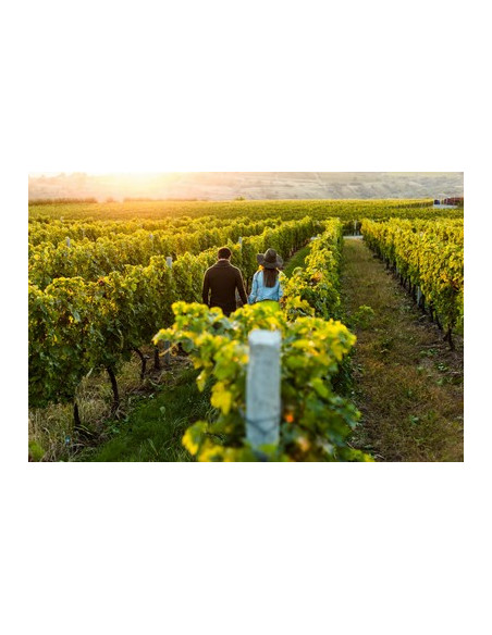 Marchez dans le vignoble...