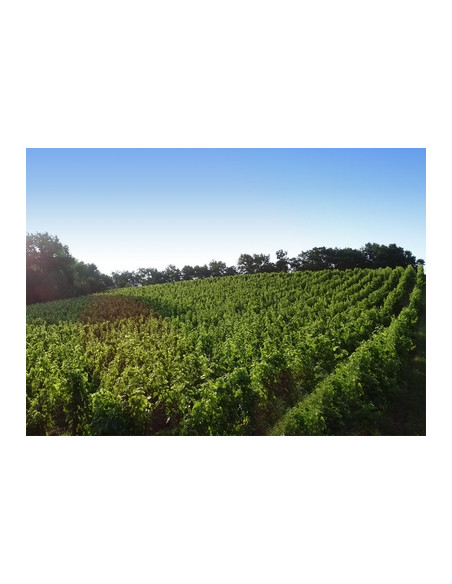 Le vignoble en pente de Saint-Emilion Pomerol