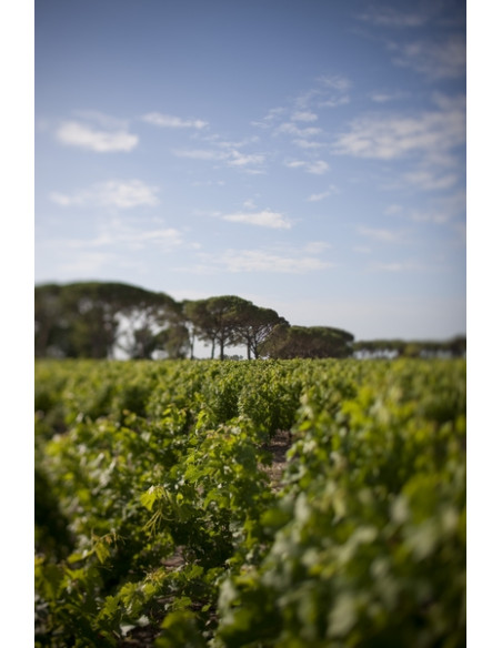 Parcourez le vignoble sur la route des vins