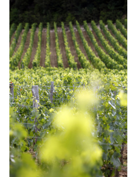 Admirez le vignoble de Saint-Emilion à perte de vue...