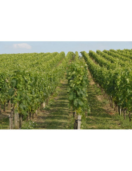  Casino du vin au coeur du vignoble de bordeaux