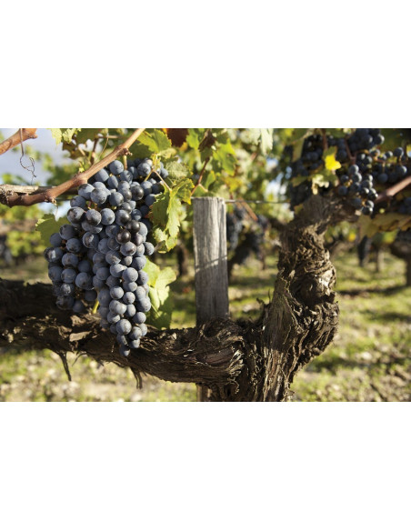 Utilisez votre chèque cadeau pour venir en Bordelais pendant les vendanges