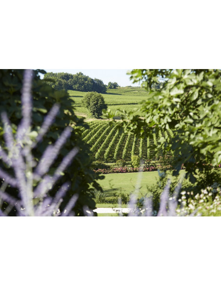 Le vignoble de Bordeaux vu depuis le Château où vous serez hébergés