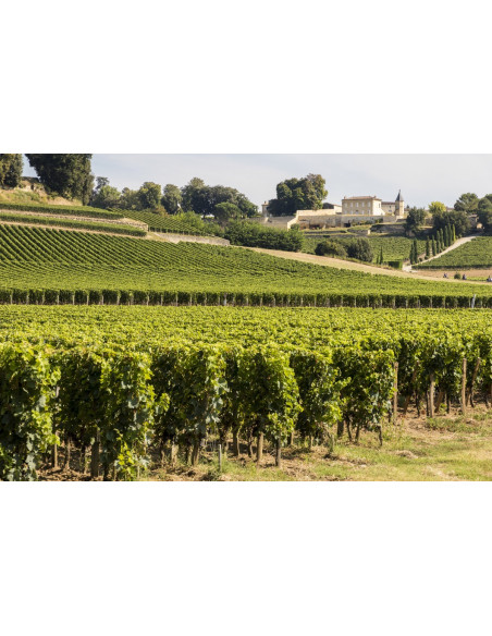 Admirez le vignoble sur la route des vins, c'est un océan de vignobles...