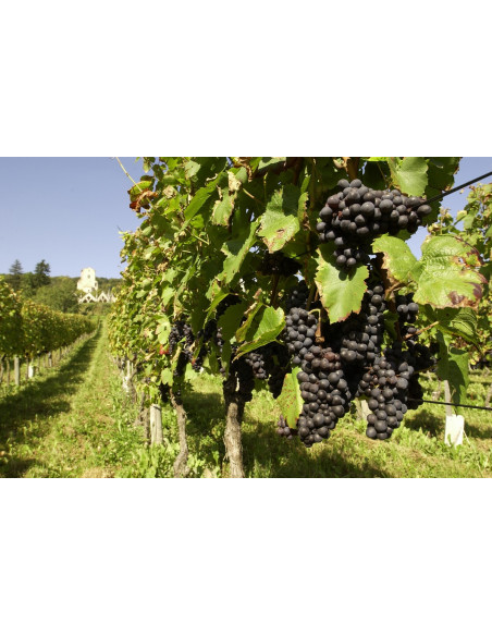 Pied de vigne avec raisin à maturité !