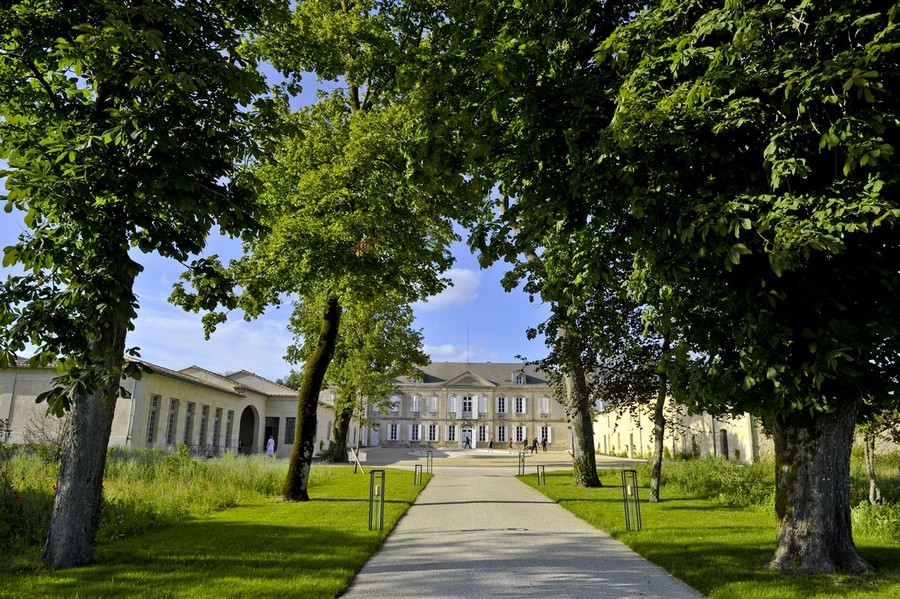 Allée avec platanes qui mène à un château