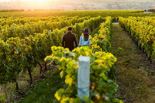 Jeune couple de dos se balade dans les vignes au soleil couchant