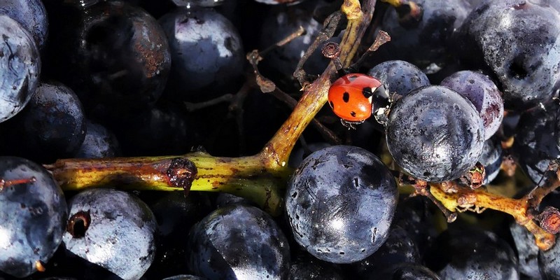 Gros plan baies de raisin noir mures avec coccinelle