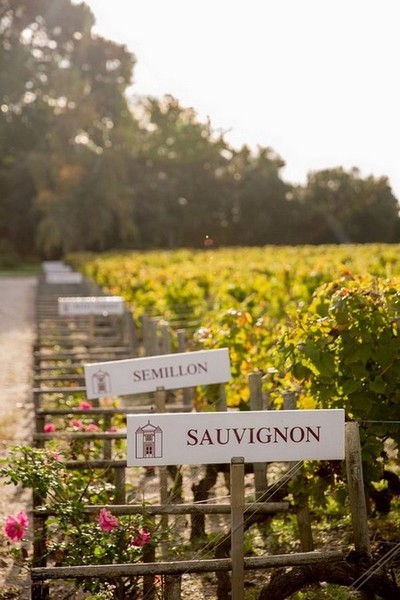 Vignoble avec noms des cépages Bordelais inscrits sur une pancarte au pied des règes