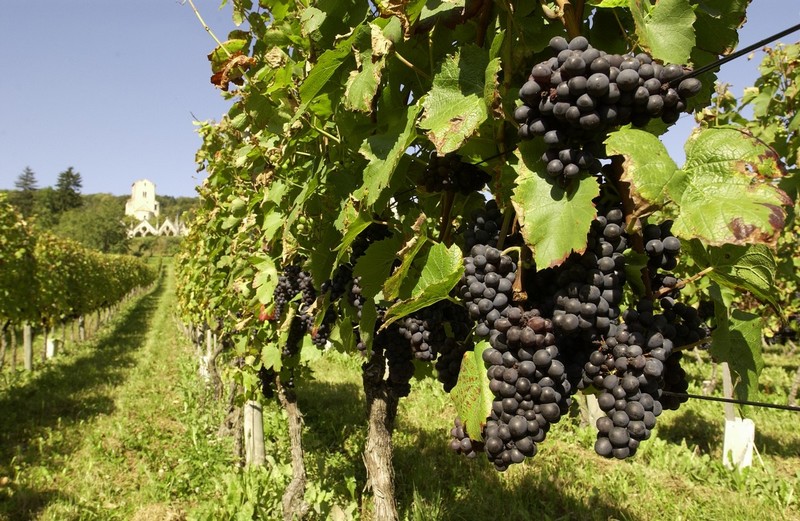 Grappes de raisins noirs sur pied de vigne