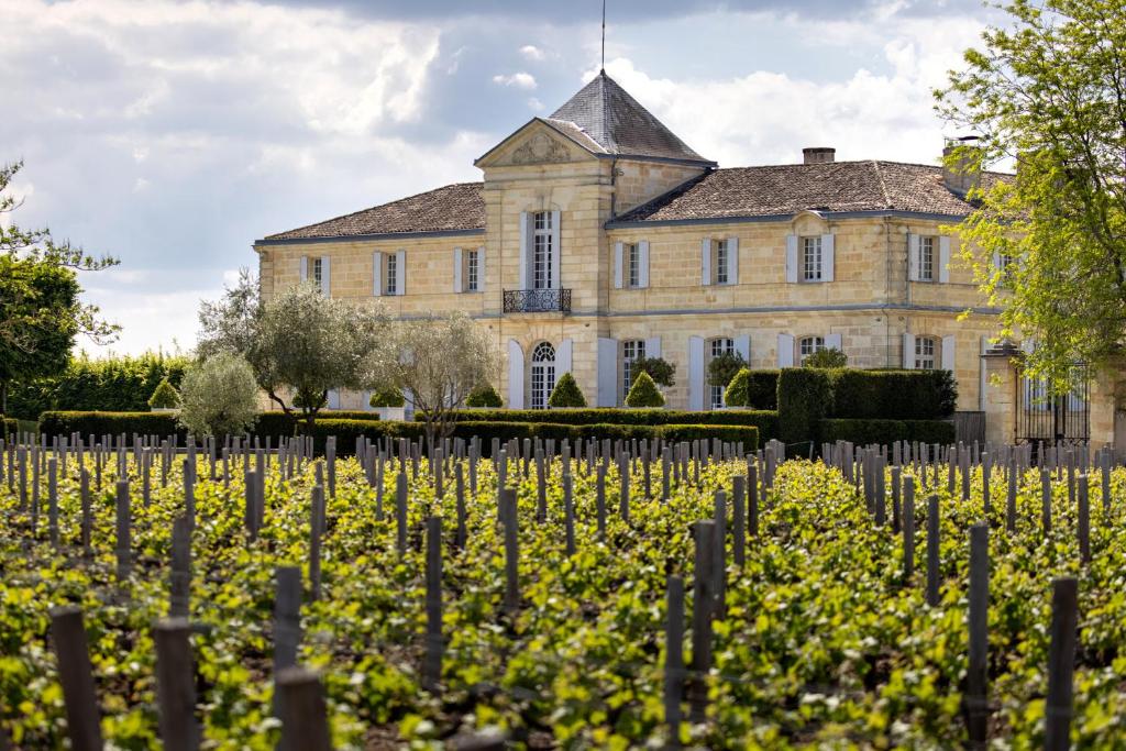 Jeune plants de vigne plantés devant château viticole en pierre rénovée