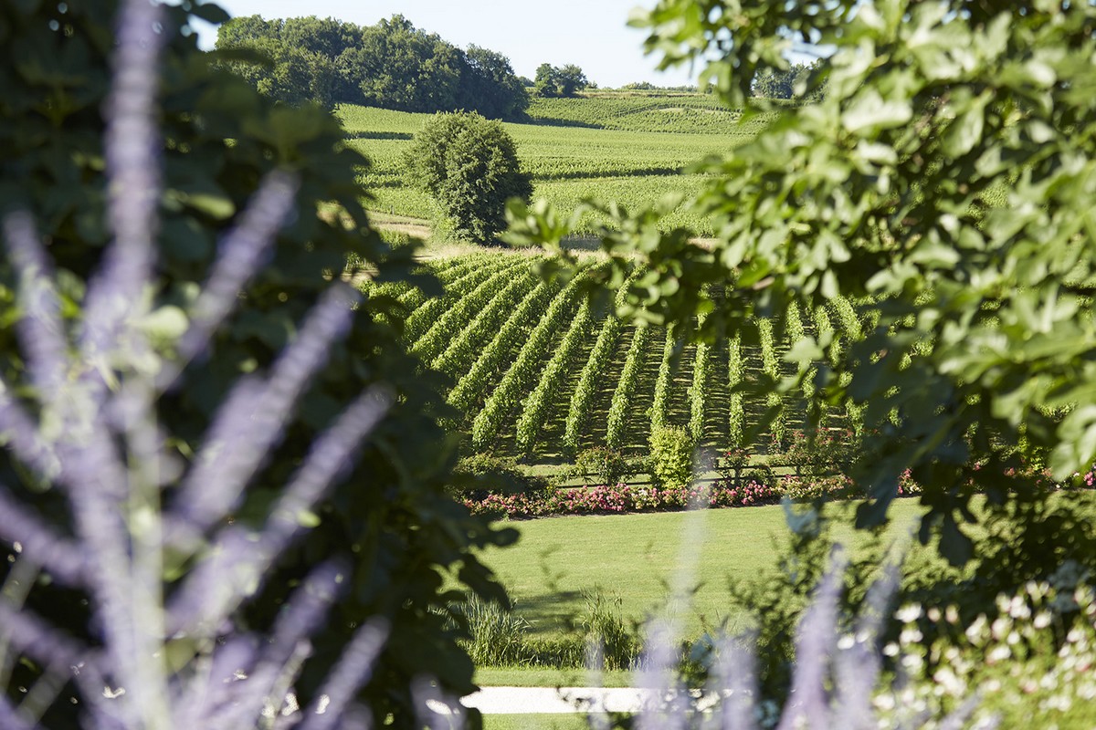 Vignoble en pente