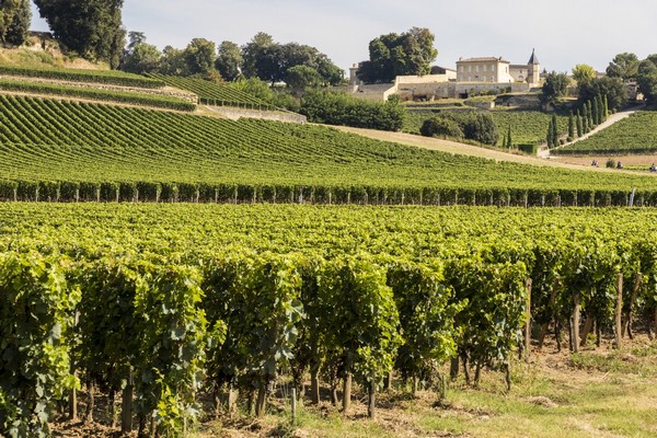 Vignoble en pente avec plein de feuilles, château au fond 